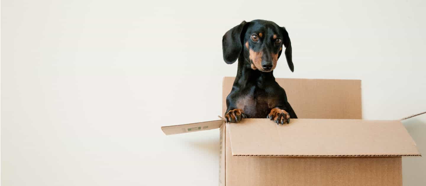 eco pet movers